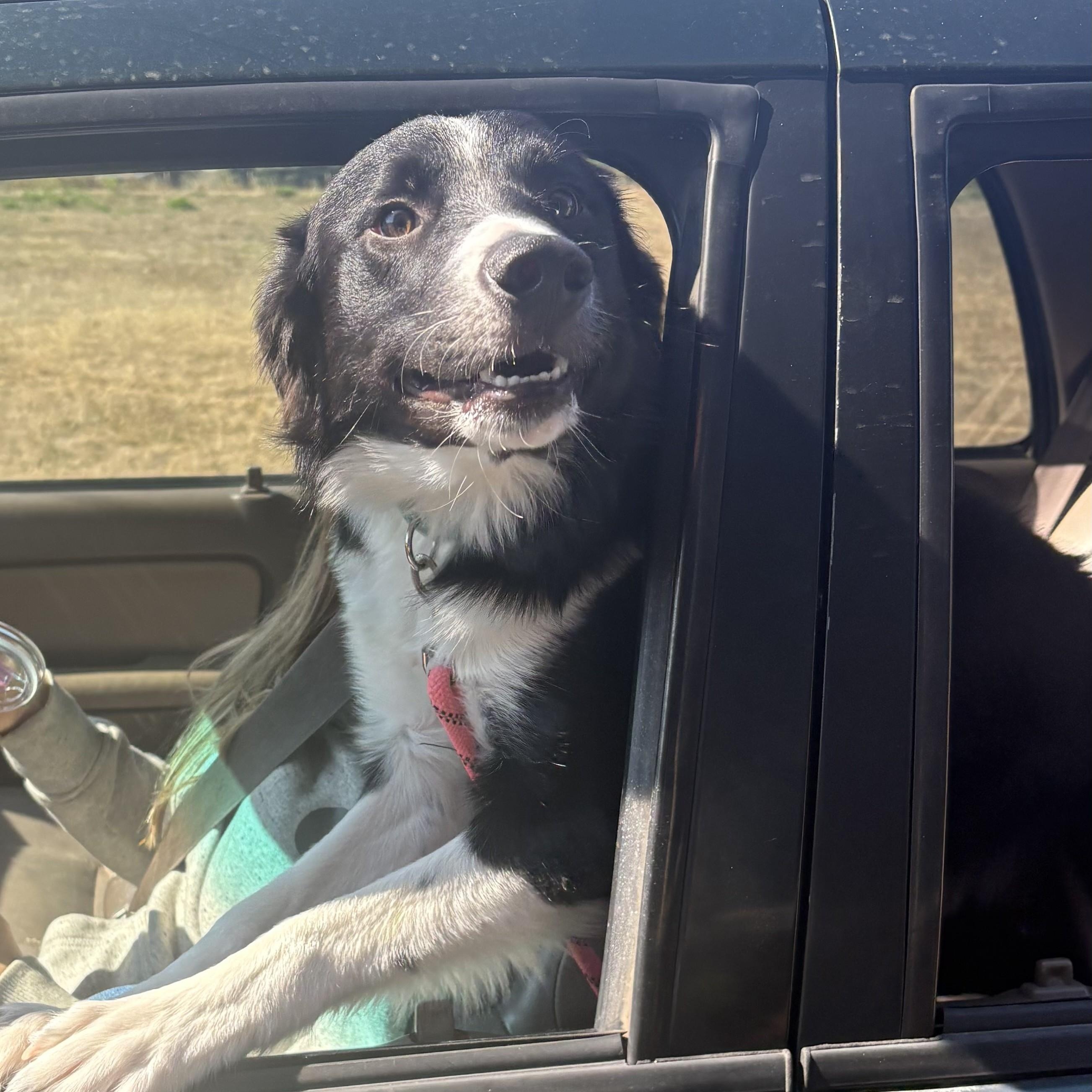 Enlarge Tango, a ADOPTABLE Border Collie in Bend, OR image 1/4