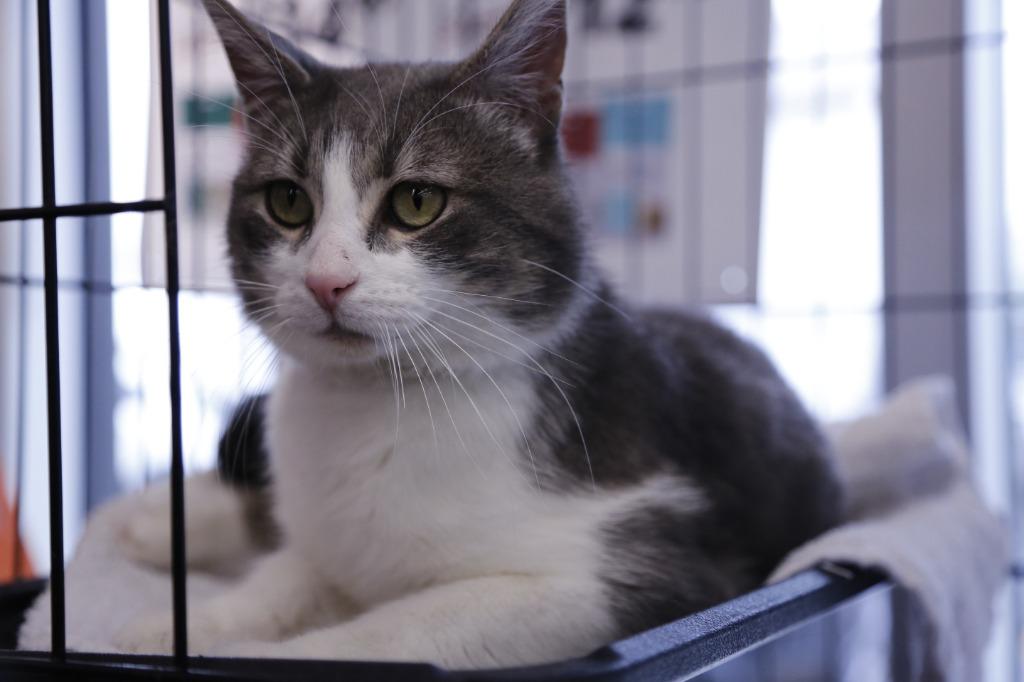 Algoma, a Adoptable mixed breed in Calgary, AB image 1/6