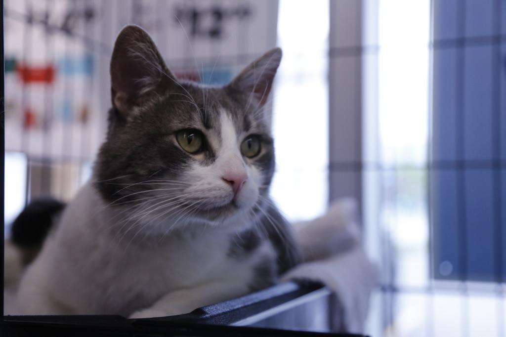 Algoma, a Adoptable mixed breed in Calgary, AB image 2/6