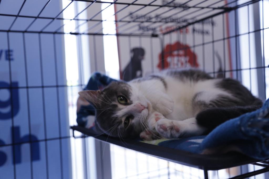 Algoma, a Adoptable mixed breed in Calgary, AB image 3/6