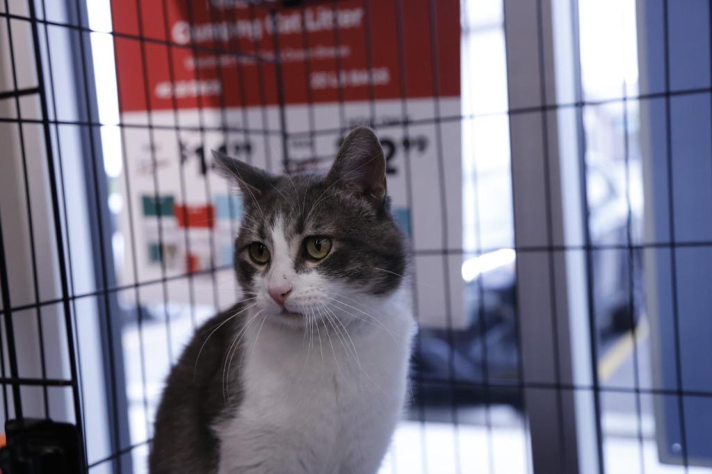 Algoma, a Adoptable mixed breed in Calgary, AB image 4/6