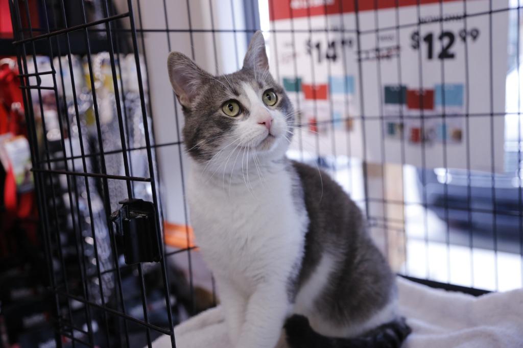 Algoma, a Adoptable mixed breed in Calgary, AB image 5/6