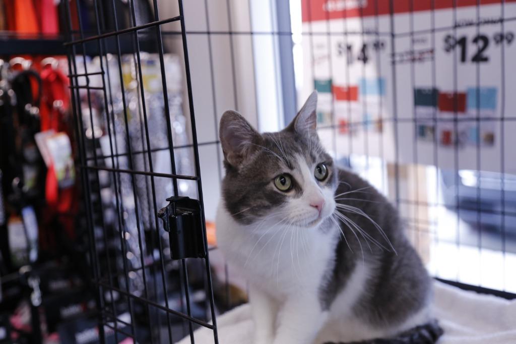 Algoma, a Adoptable mixed breed in Calgary, AB image 6/6