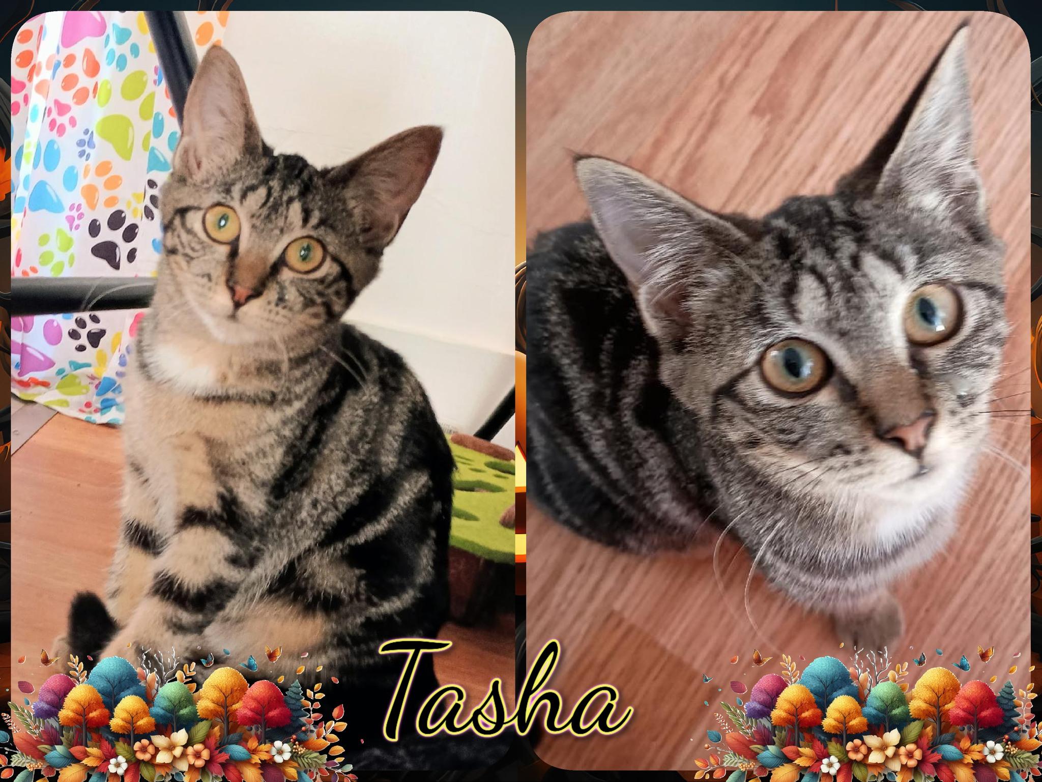 Enlarge Tasha, a Adoptable Domestic Short Hair in Corinth, NY image 1/1