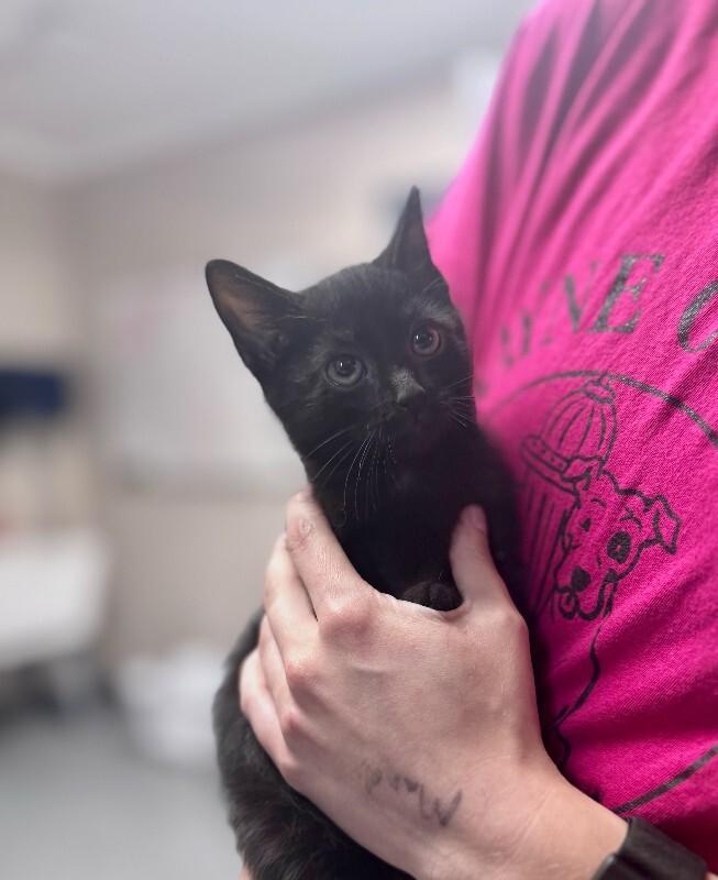 Enlarge Romeo, a Adoptable Domestic Short Hair in Wooster, OH image 1/1