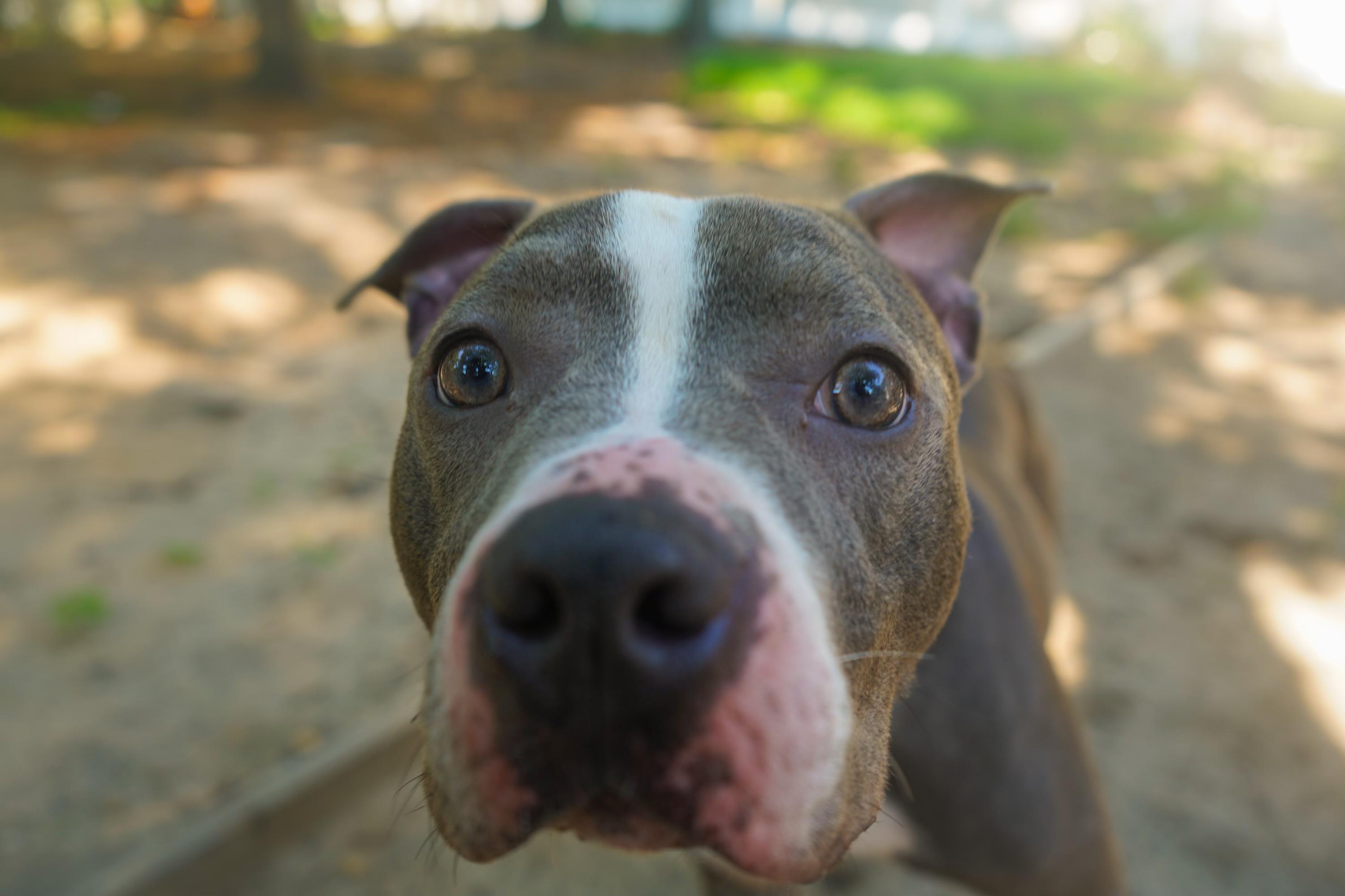 Enlarge LENA, a Adoptable Pit Bull Terrier in New York, NY image 1/5