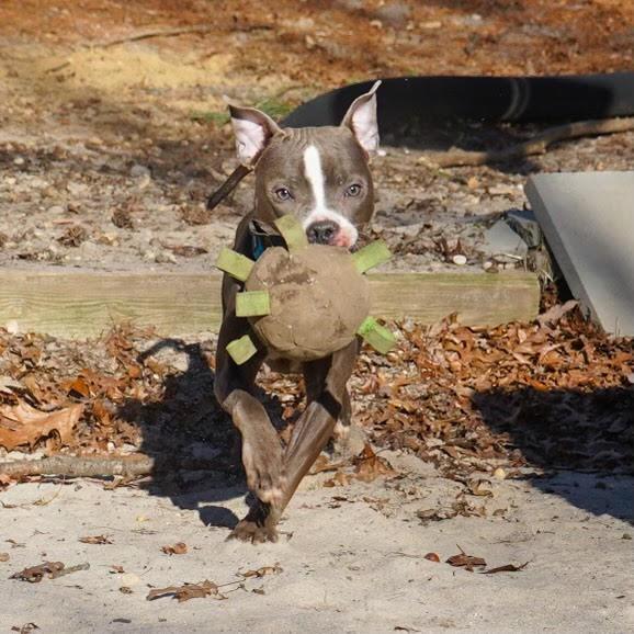 Enlarge LENA, a Adoptable Pit Bull Terrier in New York, NY image 2/5