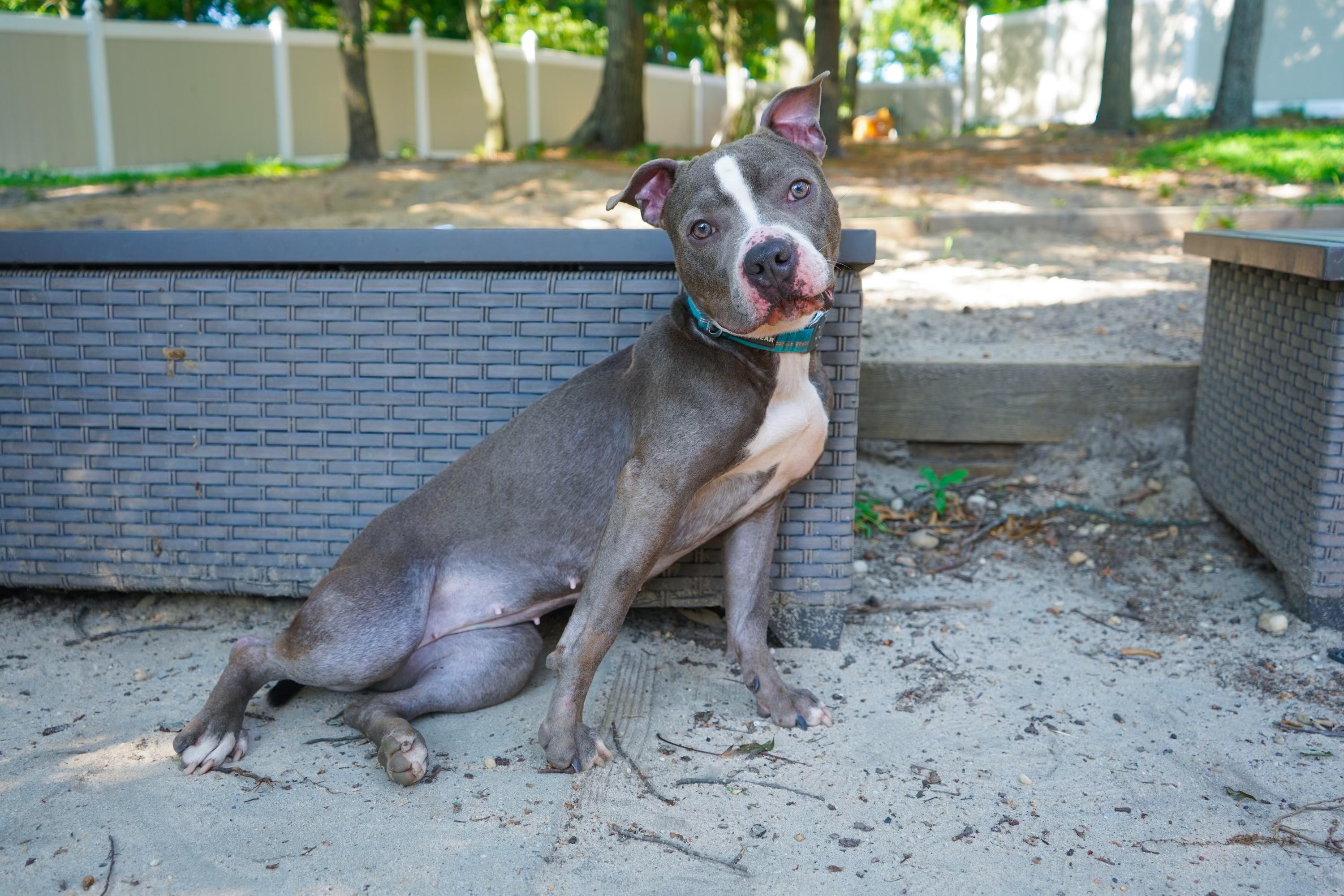 Enlarge LENA, a Adoptable Pit Bull Terrier in New York, NY image 3/5
