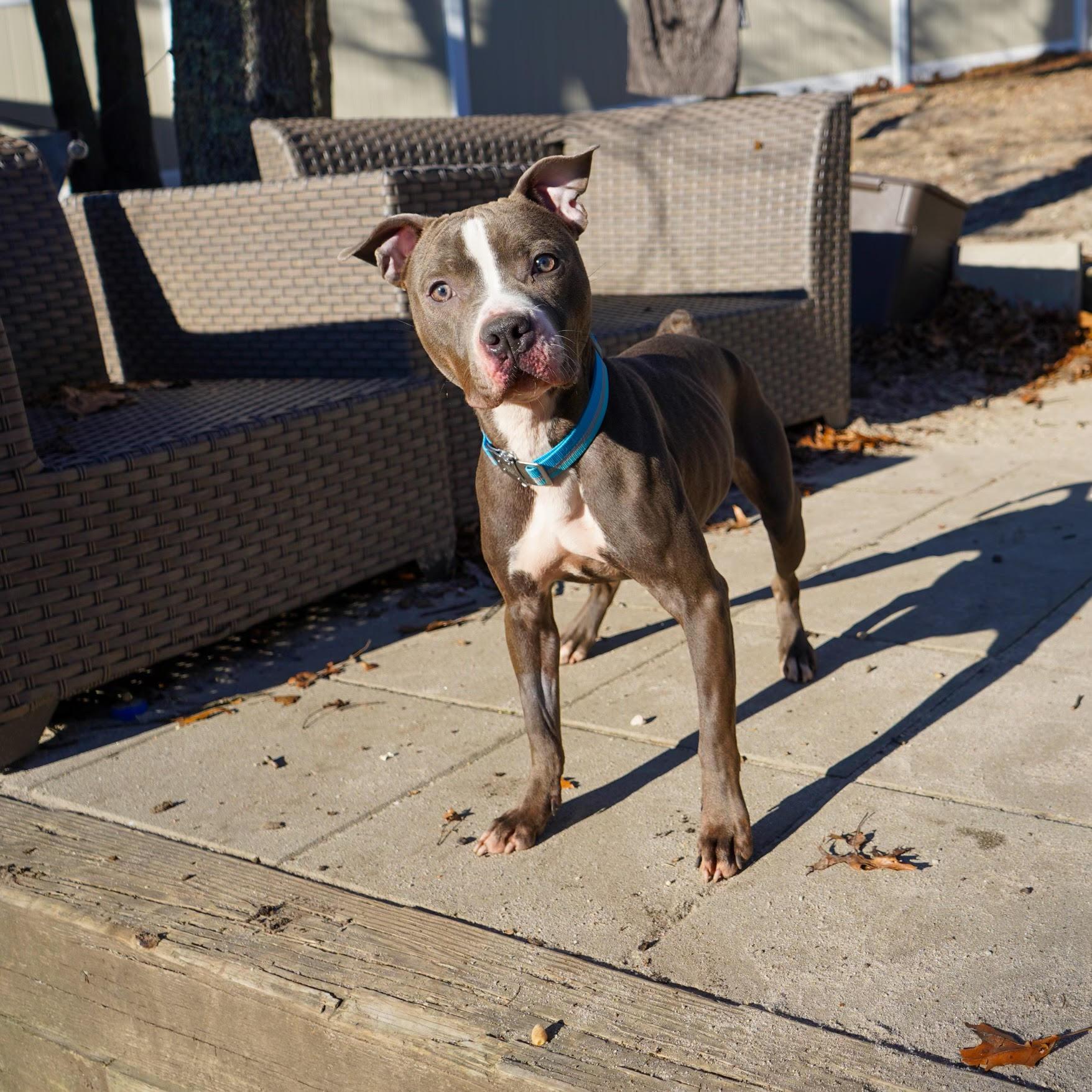 Enlarge LENA, a Adoptable Pit Bull Terrier in New York, NY image 4/5