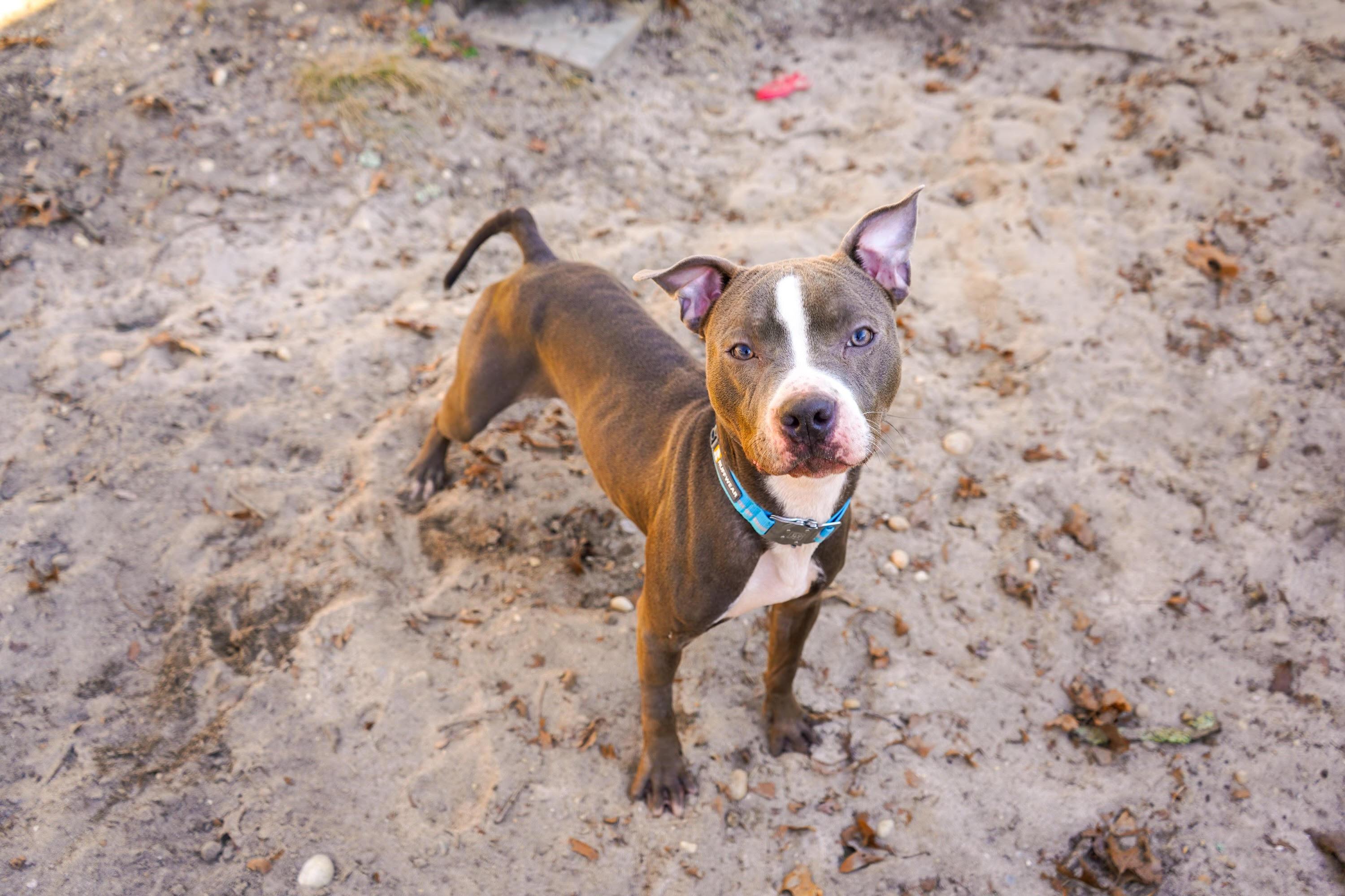 Enlarge LENA, a Adoptable Pit Bull Terrier in New York, NY image 5/5