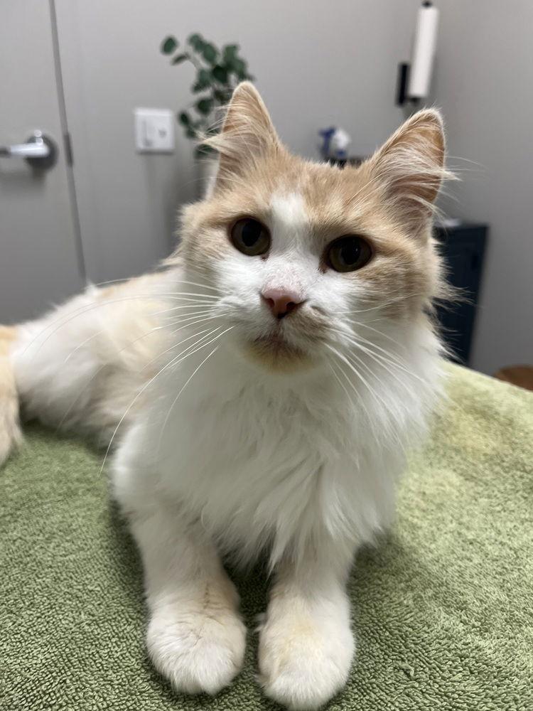 Enlarge Peaches, a Adoptable Domestic Medium Hair in O'Fallon, MO image 1/1