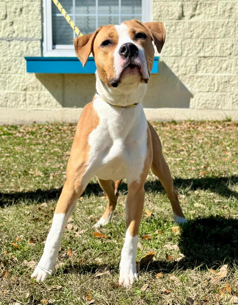 Enlarge Cici, a Adoptable mixed breed in Kingsland, GA image 1/3