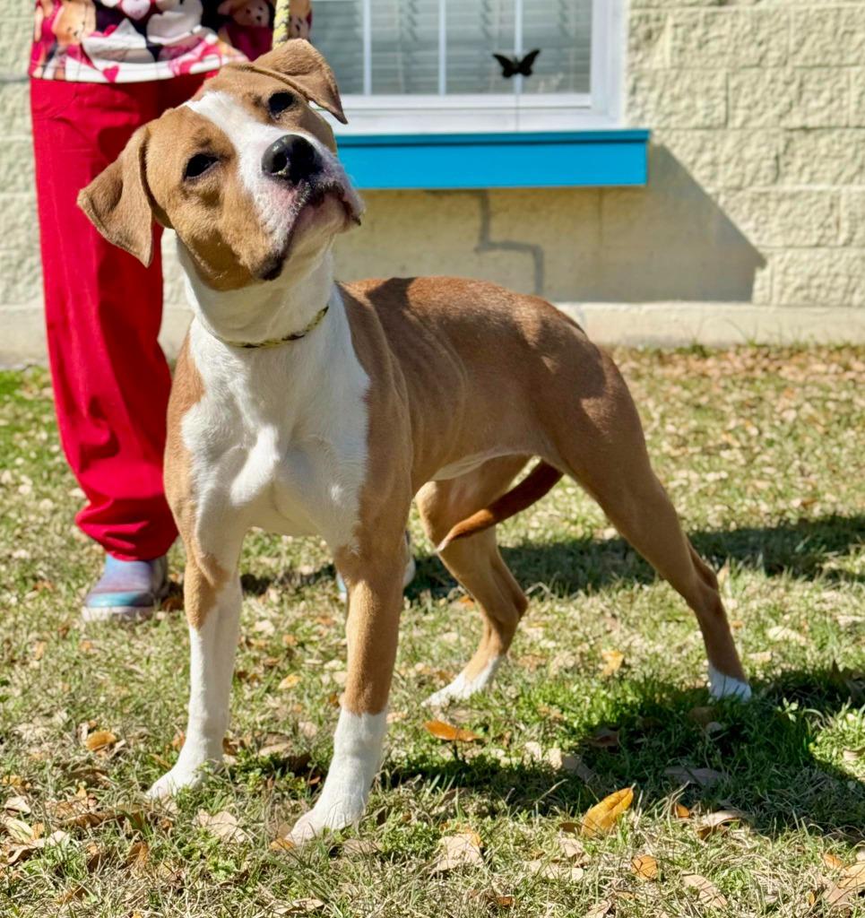 Enlarge Cici, a Adoptable mixed breed in Kingsland, GA image 2/3