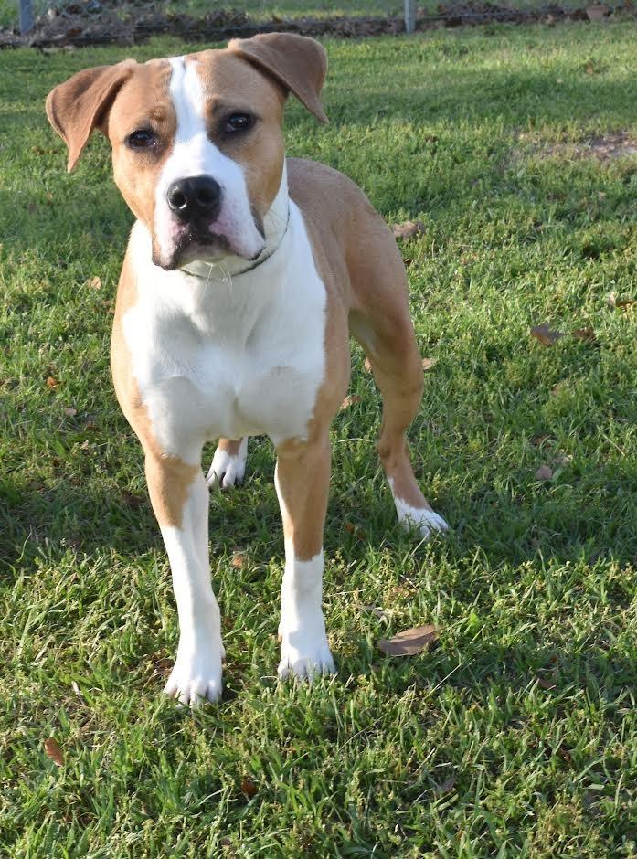 Enlarge Cici, a Adoptable mixed breed in Kingsland, GA image 3/3