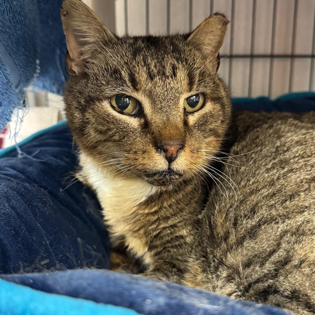 Critter, Adoptable, Adult Male Domestic Short Hair.