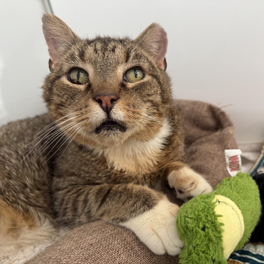 Enlarge Critter, a Adoptable Domestic Short Hair in Ridgely, MD image 2/4