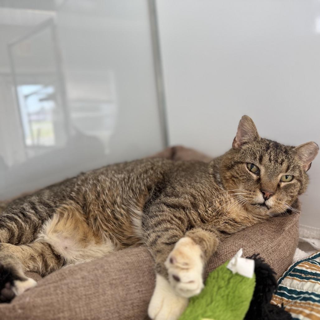 Enlarge Critter, a Adoptable Domestic Short Hair in Ridgely, MD image 3/4