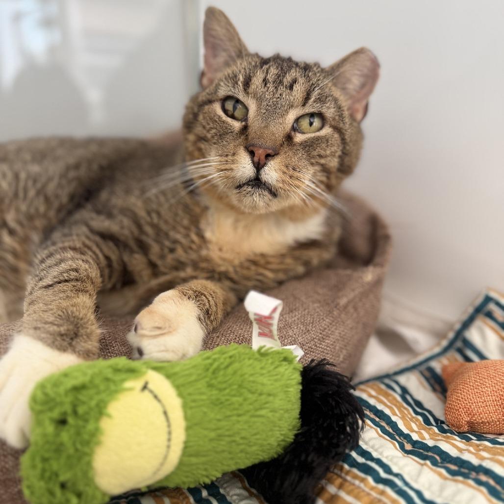 Enlarge Critter, a Adoptable Domestic Short Hair in Ridgely, MD image 4/4