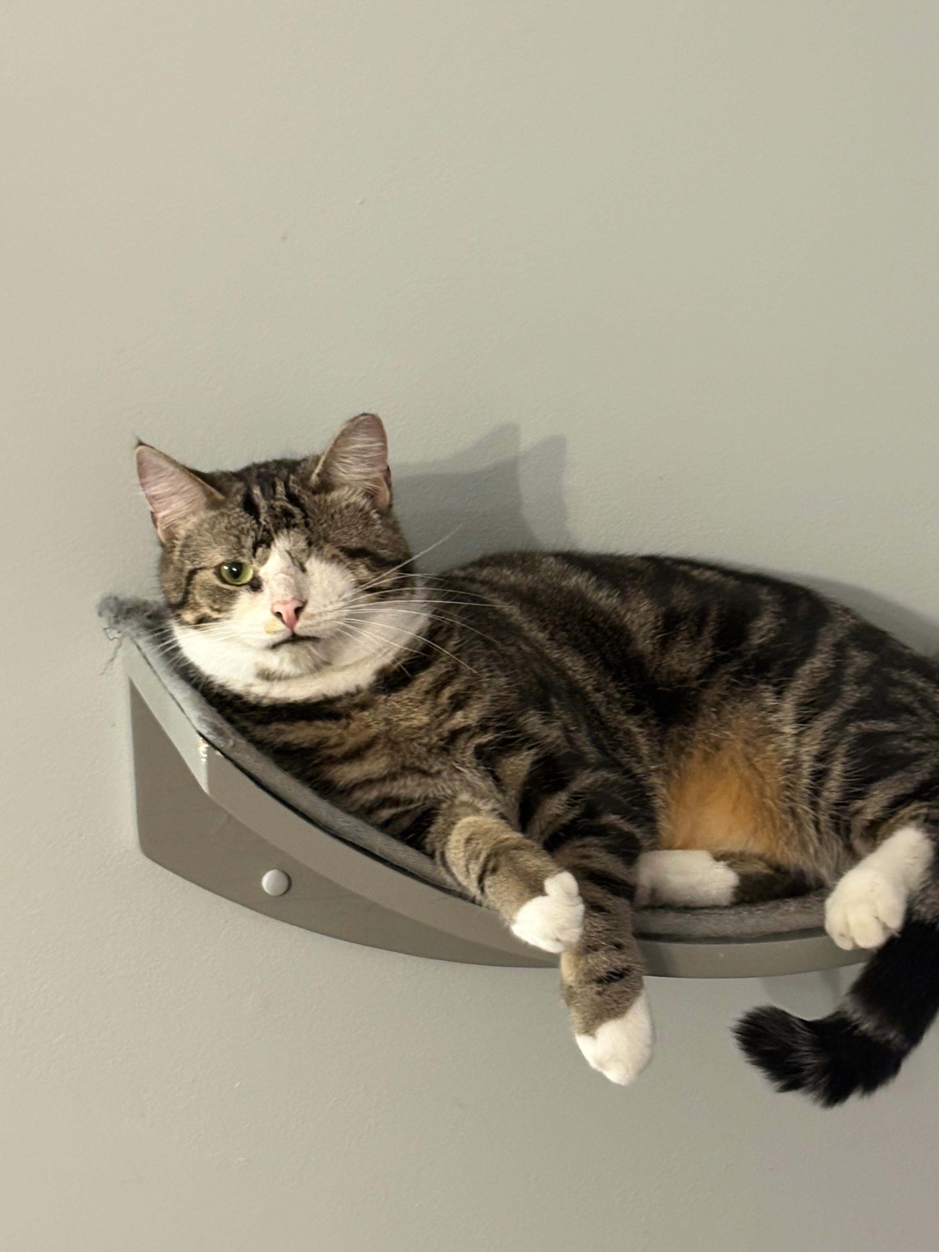 Enlarge Sweet Little Boy, an adopted Domestic Short Hair in Belmont, NC image 2/2