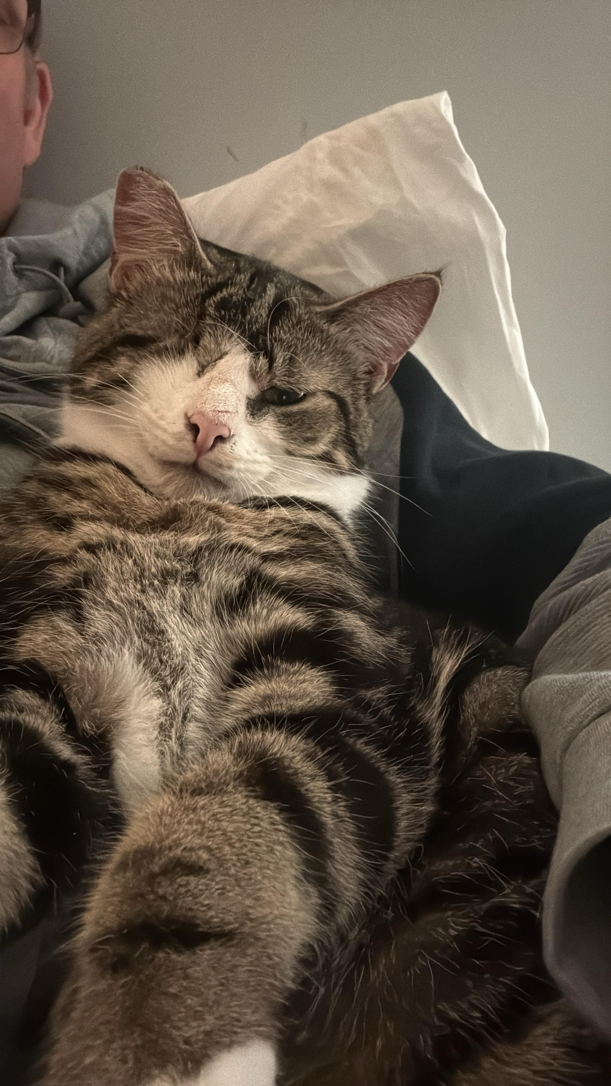 Enlarge Sweet Little Boy, an adopted Domestic Short Hair in Belmont, NC image 1/2