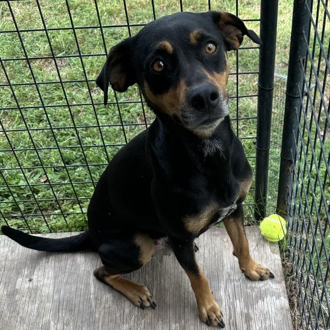 Bitsy, Adoptable, Adult Female Manchester Terrier.