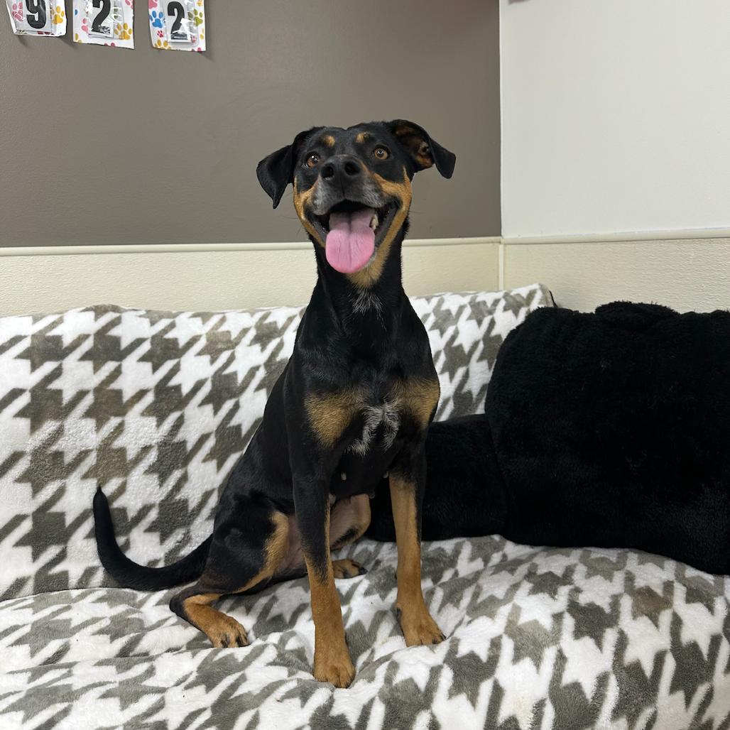 Enlarge Bitsy, a Adoptable Manchester Terrier in Donalsonville, GA image 2/3