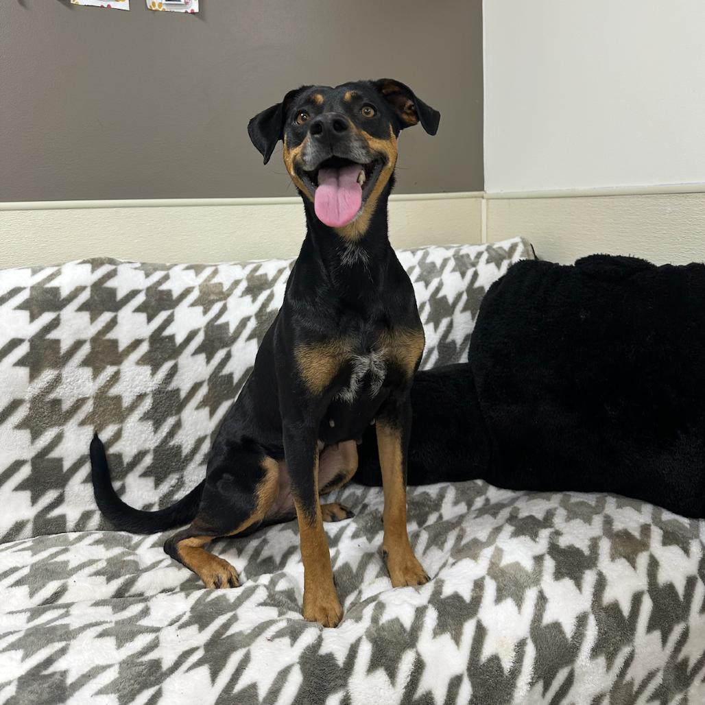 Enlarge Bitsy, a Adoptable Manchester Terrier in Donalsonville, GA image 3/3