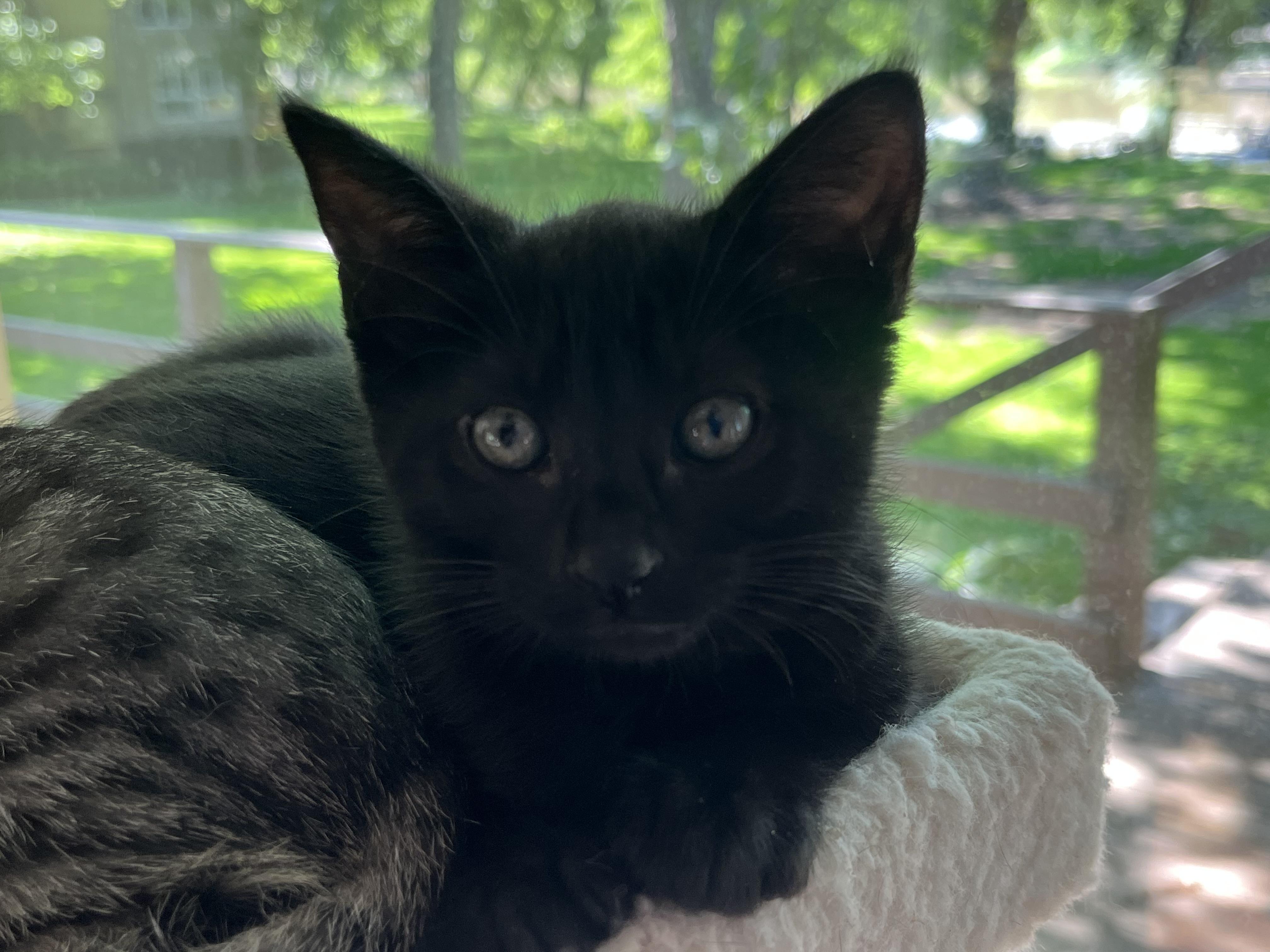 Enlarge Onyx, an adopted Domestic Short Hair in Indianapolis, IN image 1/3