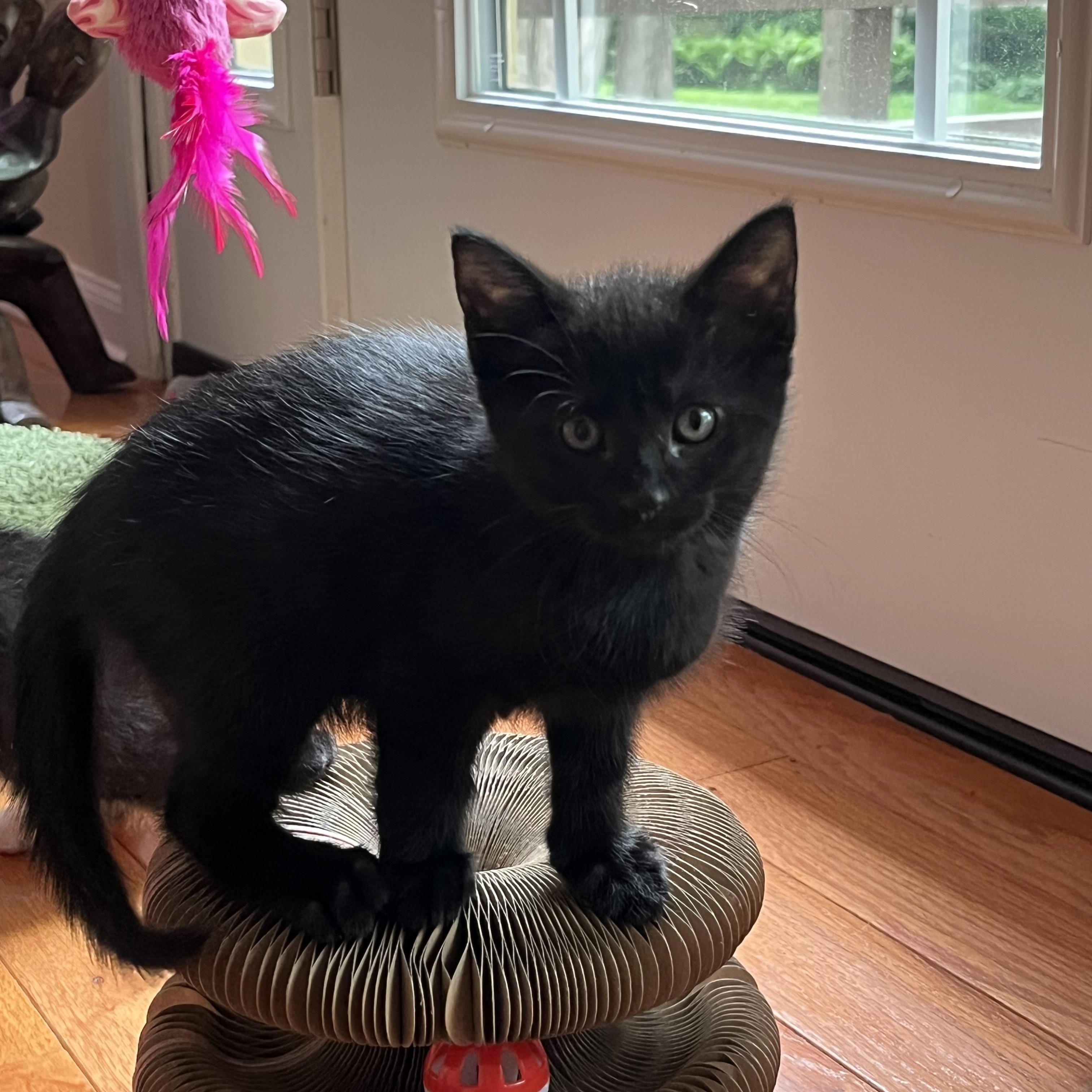 Enlarge Onyx, an adopted Domestic Short Hair in Indianapolis, IN image 3/3