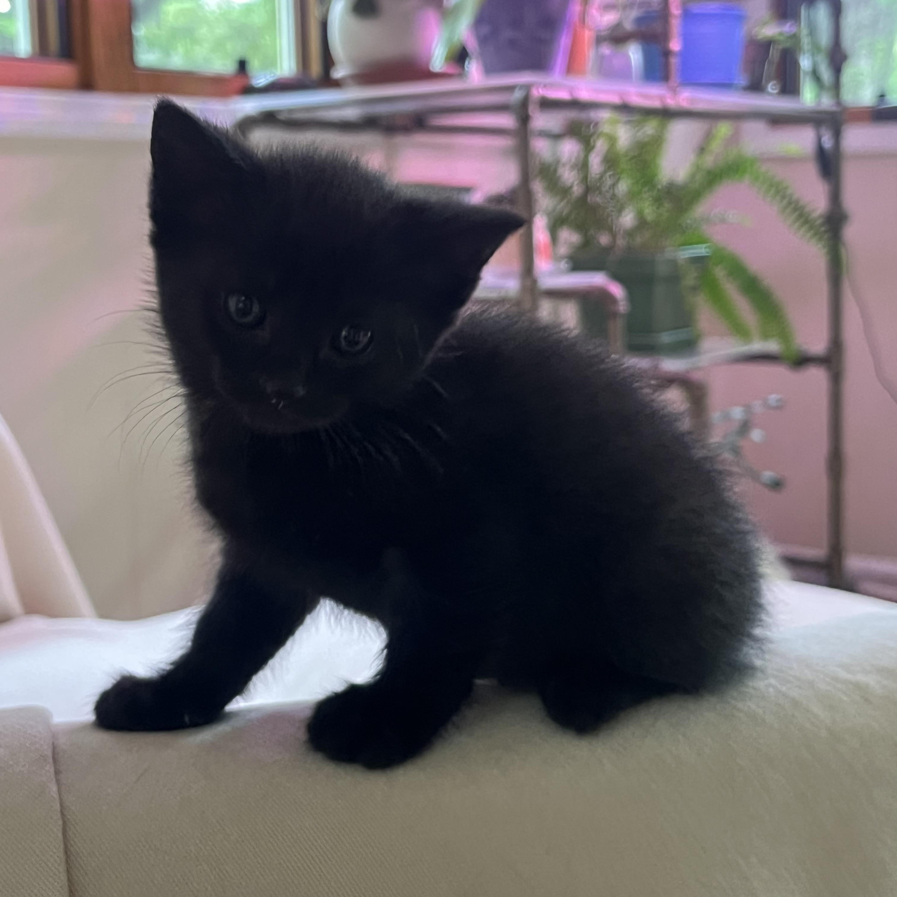 Enlarge Onyx, an adopted Domestic Short Hair in Indianapolis, IN image 2/3