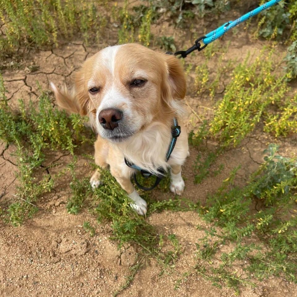 Goose, Adoptable, Young Male Mixed Breed.