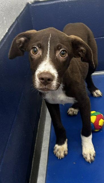 Enlarge Archie - 5 months, a Adoptable Mixed Breed in Sterling, MA image 1/1