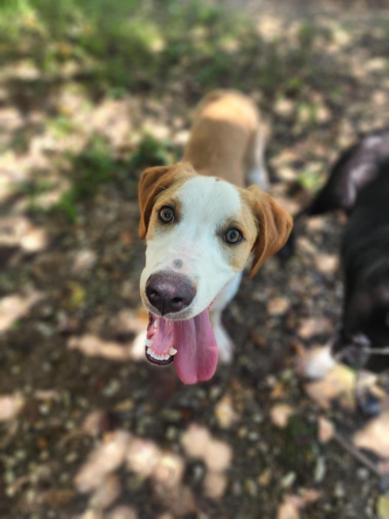 Enlarge River, a Adoptable Mixed Breed in Crocker, MO image 1/5