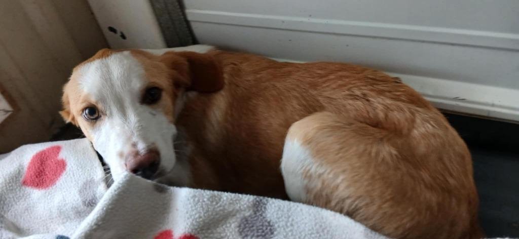 Enlarge River, a Adoptable Mixed Breed in Crocker, MO image 2/5