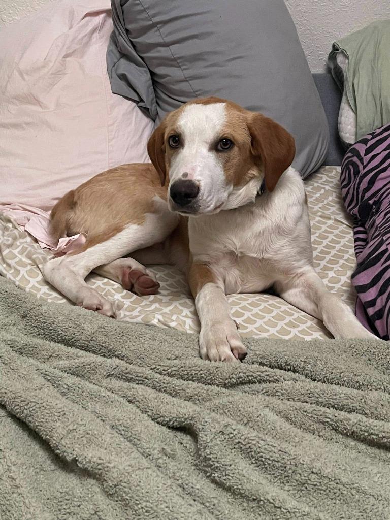 Enlarge River, a Adoptable Mixed Breed in Crocker, MO image 3/5