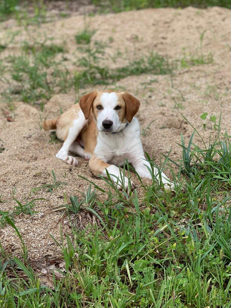 Enlarge River, a Adoptable Mixed Breed in Crocker, MO image 4/5