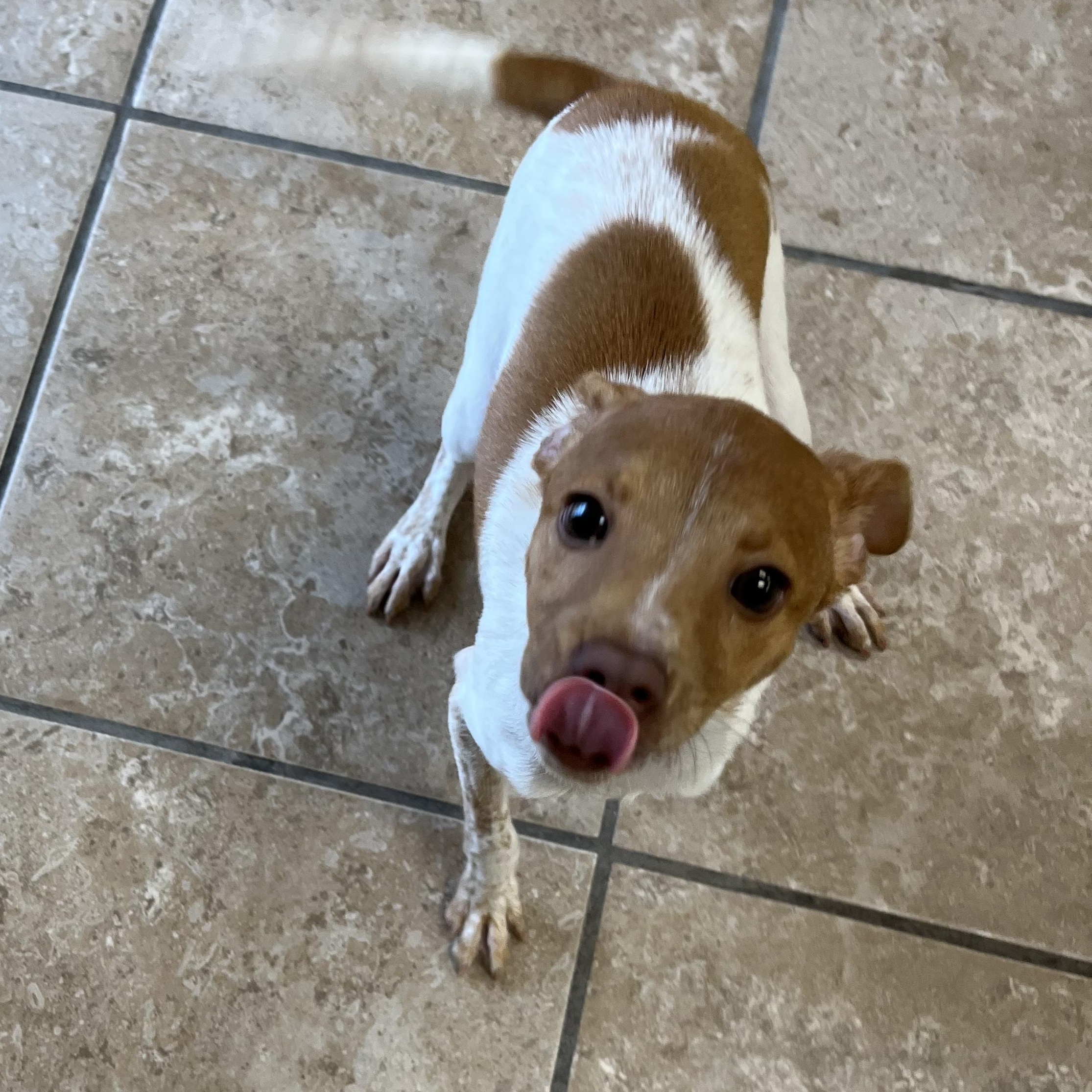 Enlarge Daphne, an adopted Chihuahua in Farmington, MO image 3/5