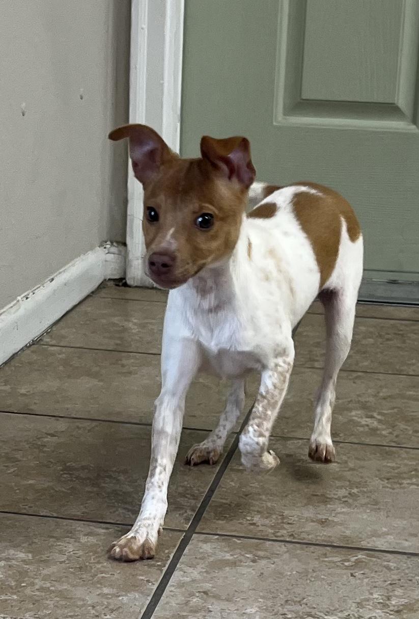 Daphne, adopted, Young Female Chihuahua.