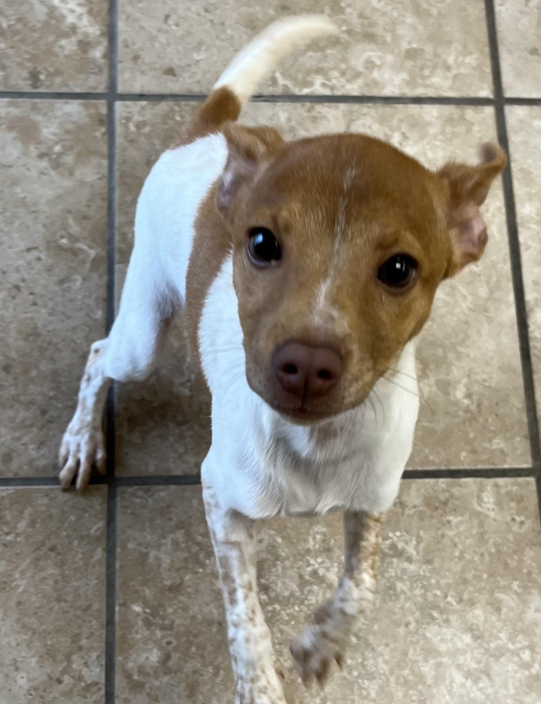 Enlarge Daphne, an adopted Chihuahua in Farmington, MO image 5/5