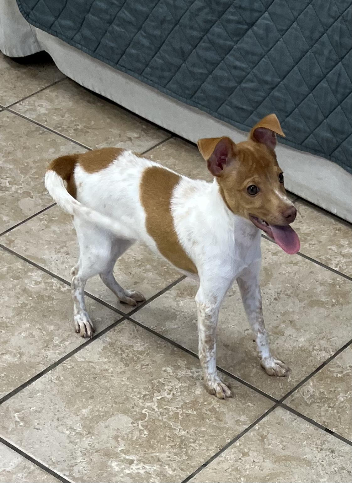 Enlarge Daphne, an adopted Chihuahua in Farmington, MO image 2/5