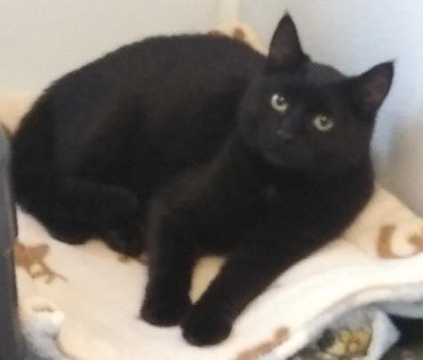 Enlarge Meowdusa, a Adoptable Domestic Short Hair in Libby, MT image 1/2
