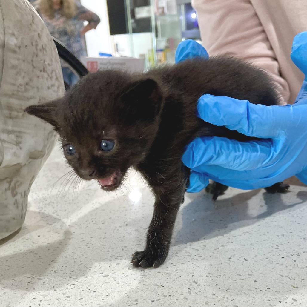 Marcel, Adoptable, Kitten Male Domestic Short Hair.