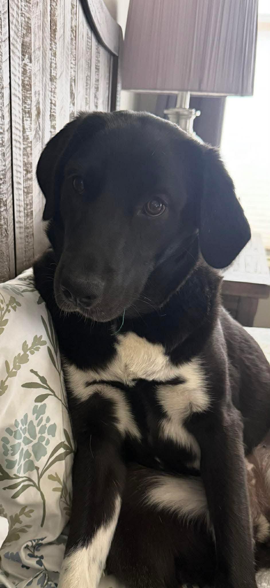 Enlarge Churro, a Adoptable mixed breed in Wurtsboro, NY image 3/5