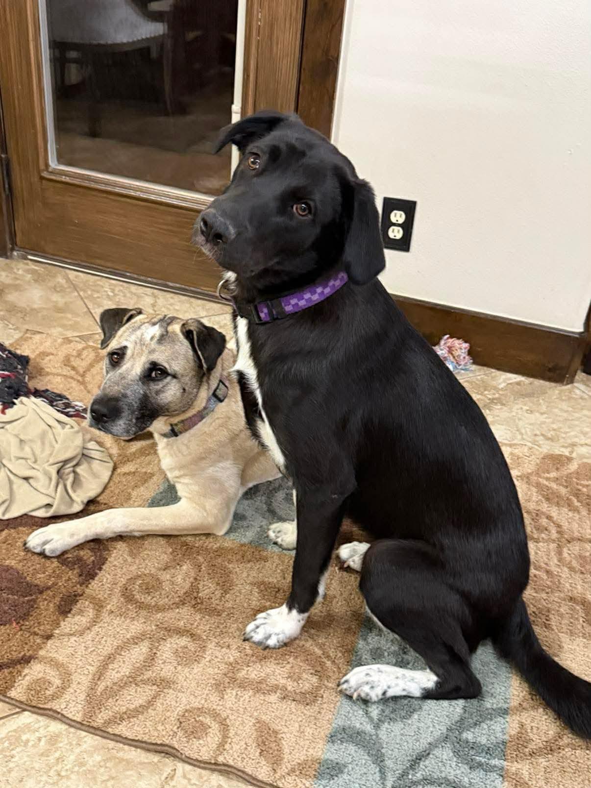 Enlarge Churro, a Adoptable mixed breed in Wurtsboro, NY image 2/5