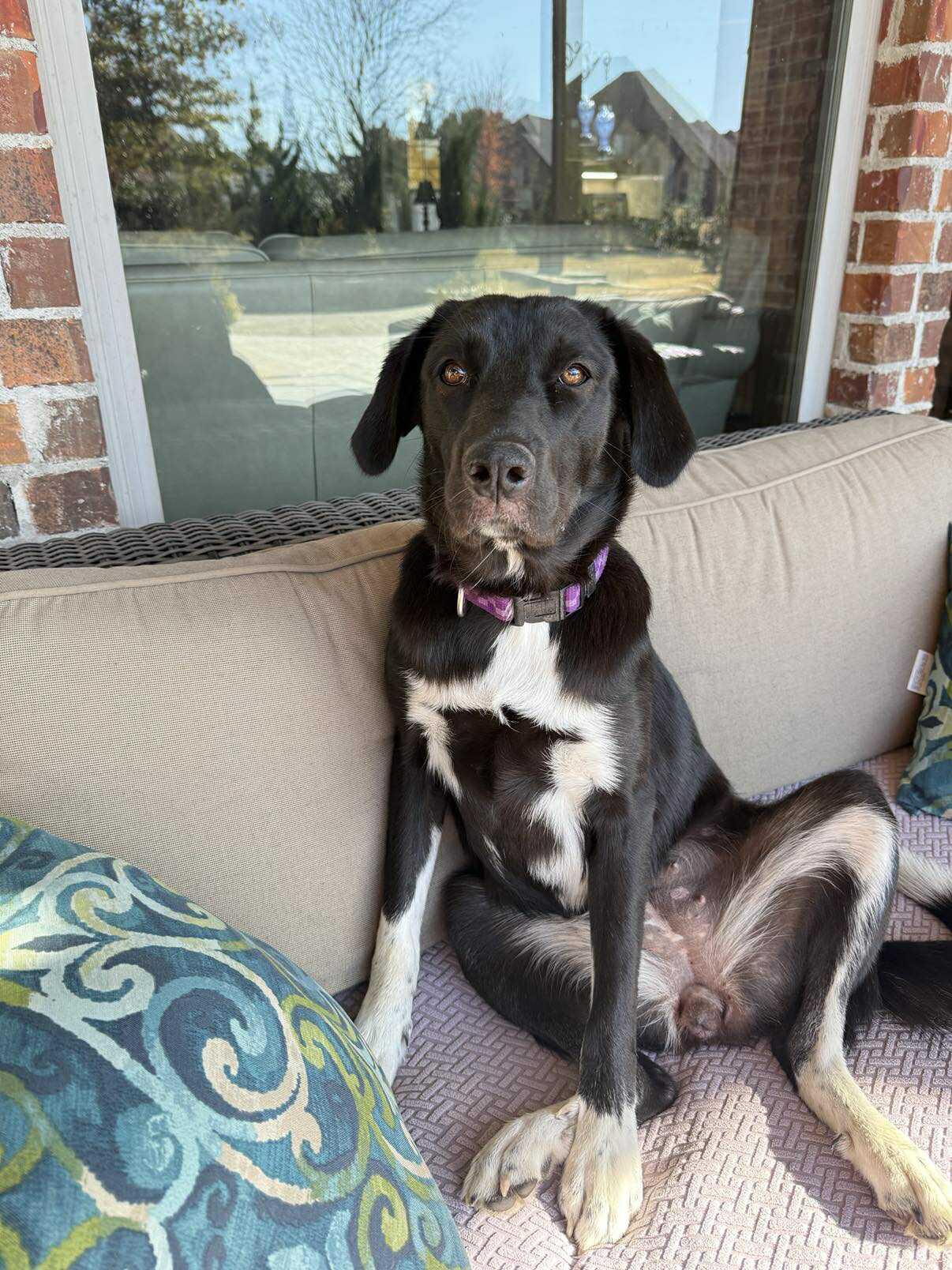 Churro, a Adoptable mixed breed in Wurtsboro, NY image 1/4