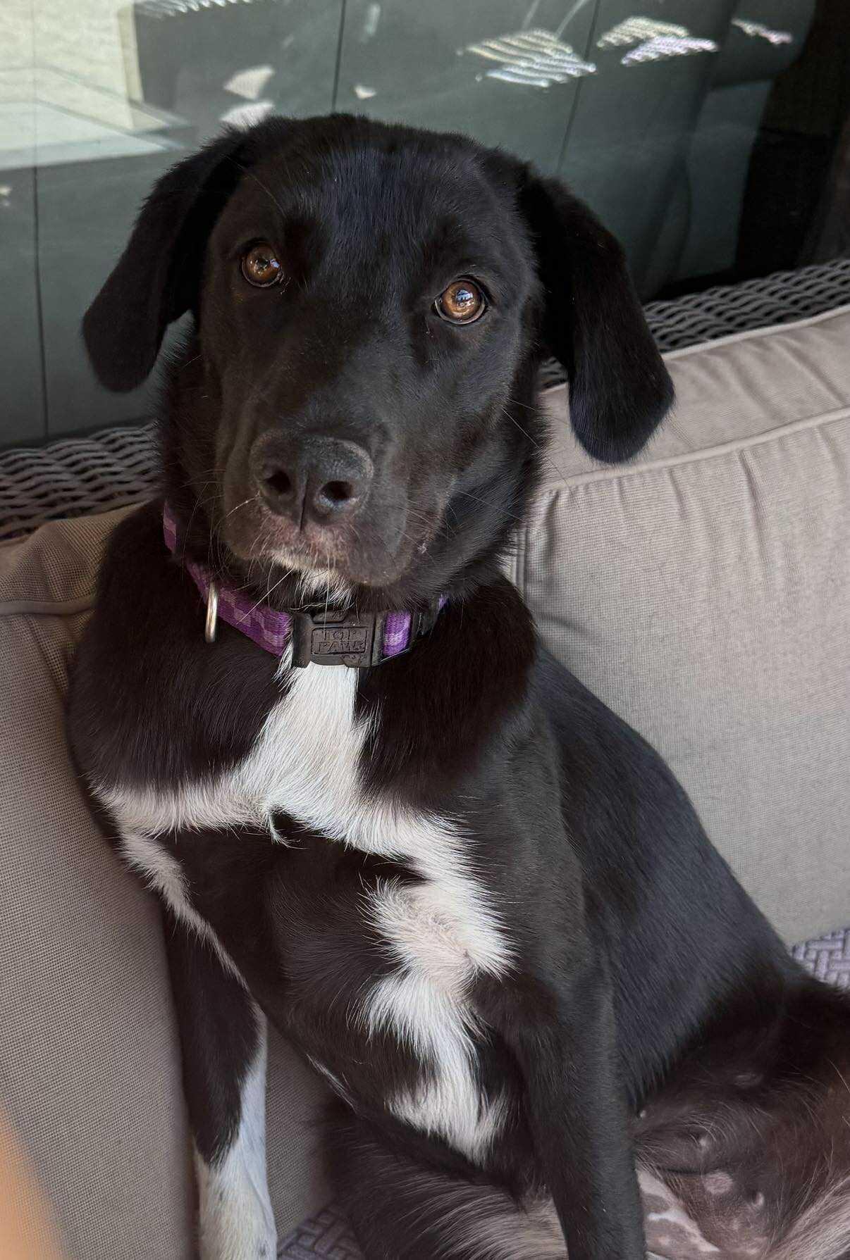 Churro, a Adoptable mixed breed in Wurtsboro, NY image 2/4