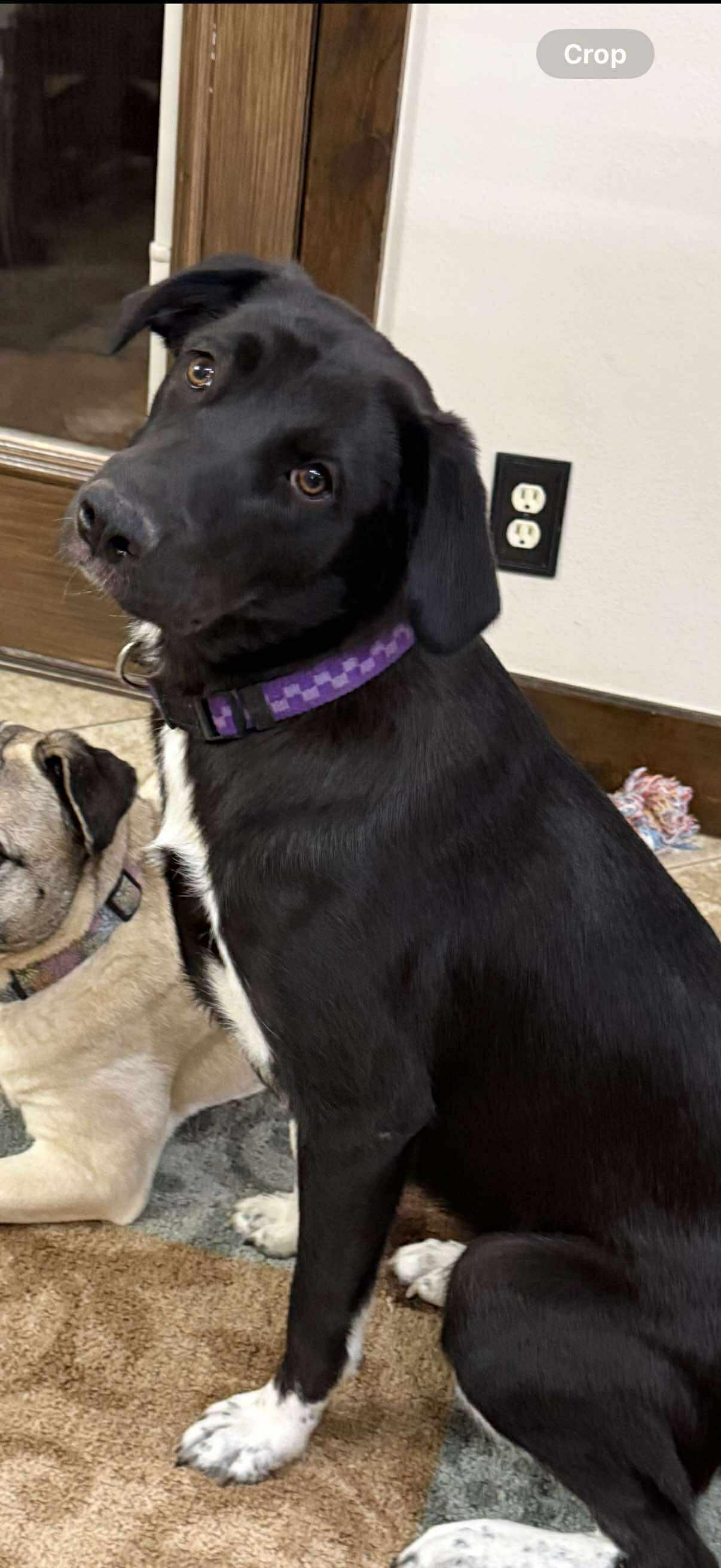 Churro, a Adoptable mixed breed in Wurtsboro, NY image 3/4