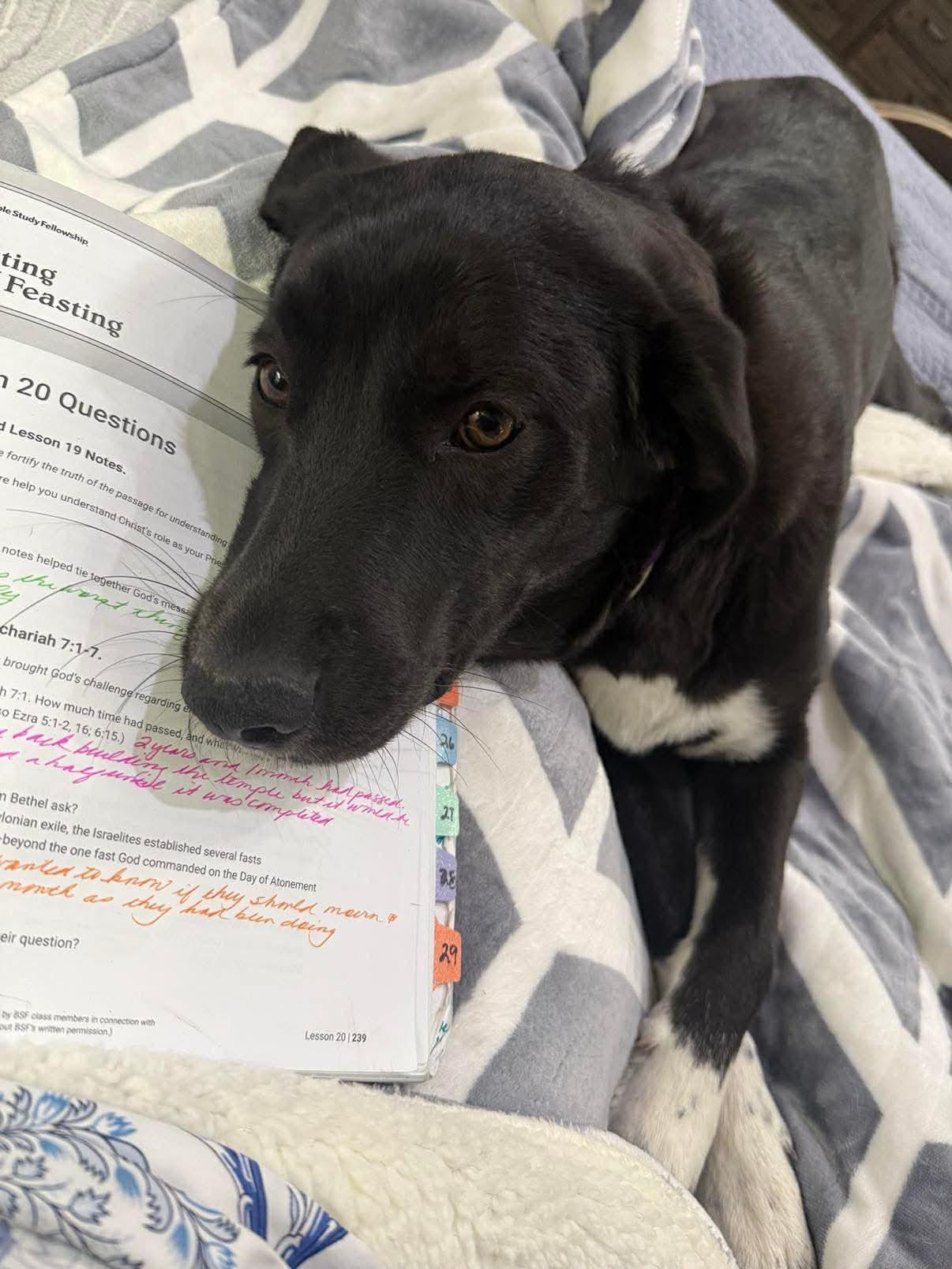 Churro, Adoptable, Young Female Black Labrador Retriever.