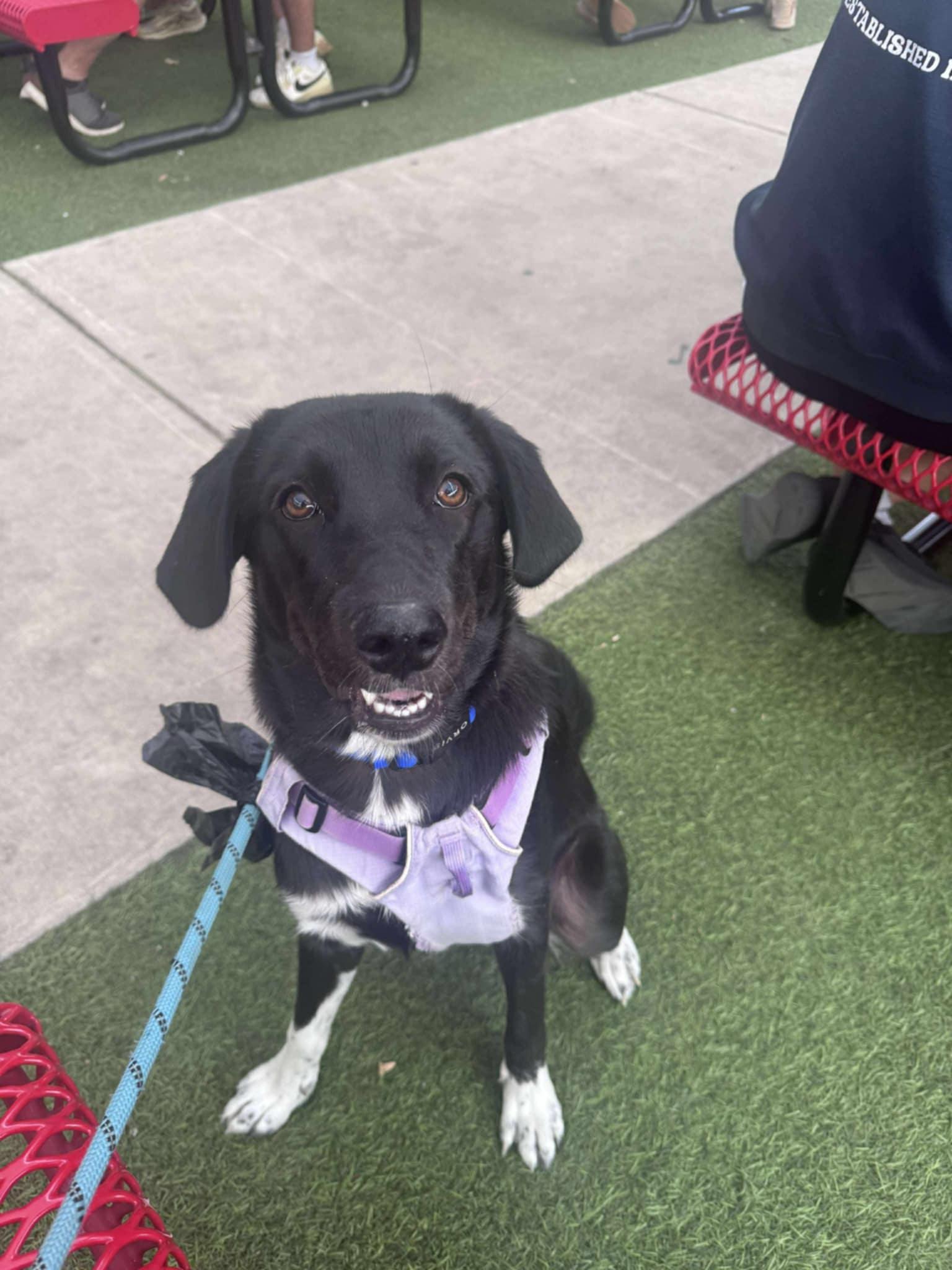 Churro, a Adoptable mixed breed in Wurtsboro, NY image 4/4
