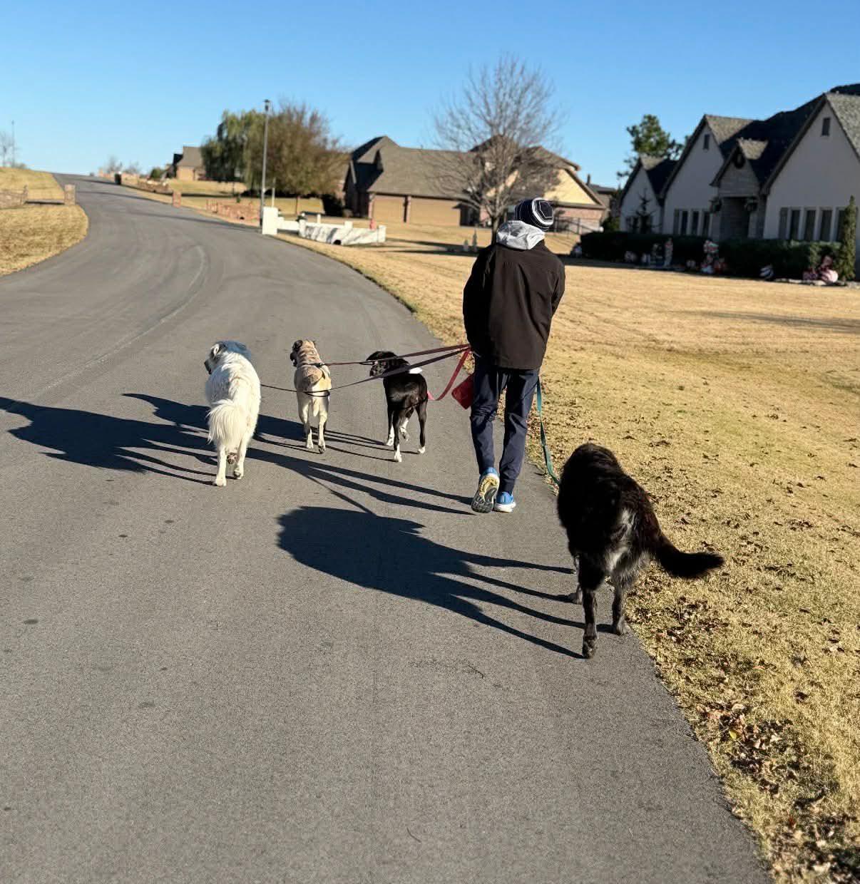 Enlarge Churro, a Adoptable mixed breed in Wurtsboro, NY image 5/5